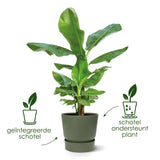 Pot Elho Greenville Rond Noir - D39 x H37 - GREEN OASIS - SHOP Plantes vertes originales livrées à votre domicile