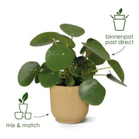 Pot Elho Vibes Fold Rond Bleu - D22 x H20 - GREEN OASIS - SHOP Plantes vertes originales livrées à votre domicile