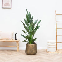 Pot Indigo Vintage Or D33 x H31 - GREEN OASIS - SHOP