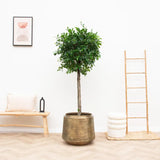 Pot Indigo Vintage Or D33 x H31 - GREEN OASIS - SHOP