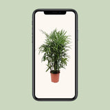 Rhapis Excelsa - Ø27cm - ↕120cm Everspring