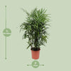 Rhapis Excelsa - Ø27cm - ↕120cm Everspring