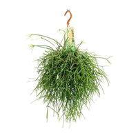 Rhipsalis Pulchra - Ø14 ↕35 Everspring