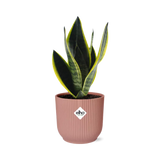 Sansevieria Futura Superba + pot ELHO Vibes Fold 14cm rose Everspring