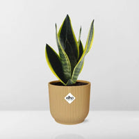 Sansevieria Futura Superba + pot ELHO Vibes Fold jaune 14cm Everspring