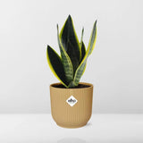 Sansevieria Futura Superba + pot ELHO Vibes Fold jaune 14cm Everspring