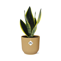 Sansevieria Futura Superba + pot ELHO Vibes Fold jaune 14cm Everspring