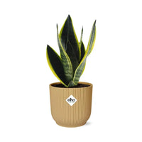 Sansevieria Futura Superba + pot ELHO Vibes Fold jaune 14cm Everspring