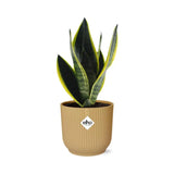 Sansevieria Futura Superba + pot ELHO Vibes Fold jaune 14cm Everspring