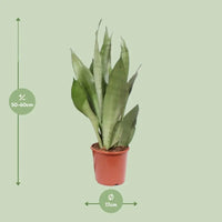 Sansevieria Moonshine - Ø17cm - ↕60cm Everspring