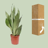 Sansevieria Moonshine - Ø17cm - ↕60cm Everspring