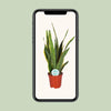 Sansevieria Trifasciata Laurentii - Ø17cm - ↕60cm Everspring