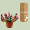 Sarracenia Scarlet Belle - Ø12cm - ↕40cm Everspring
