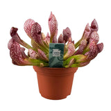 Sarracenia Scarlet Belle - Ø12cm - ↕40cm Everspring