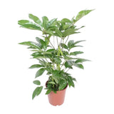 Schefflera Actinophylla Amate - Ø24cm - ↕100cm Everspring