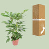 Schefflera Actinophylla Amate - Ø24cm - ↕100cm Everspring