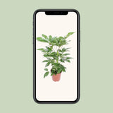 Schefflera Actinophylla Amate - Ø24cm - ↕100cm Everspring