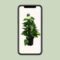 Scindapsus (Epipremnum) - Ø15cm - ↕50cm - GREEN OASIS - SHOP