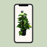 Scindapsus (Epipremnum) - Ø15cm - ↕50cm - GREEN OASIS - SHOP