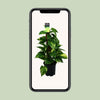 Scindapsus (Epipremnum) - Ø15cm - ↕50cm - GREEN OASIS - SHOP
