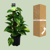 Scindapsus (Epipremnum) - Ø15cm - ↕50cm - GREEN OASIS - SHOP