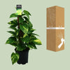 Scindapsus (Epipremnum) - Ø15cm - ↕50cm - GREEN OASIS - SHOP