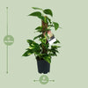 Scindapsus Epipremnum - Ø15cm - ↕50cm Everspring