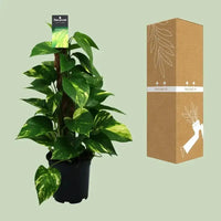 Scindapsus (Epipremnum) - Ø15cm - ↕50cm - GREEN OASIS - SHOP
