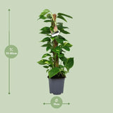 Scindapsus Epipremnum - Ø19cm - ↕80cm Everspring