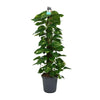 Scindapsus (Epipremnum) - Ø24cm - ↕120cm Everspring