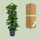 Scindapsus (Epipremnum) - Ø24cm - ↕120cm Everspring