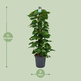 Scindapsus (Epipremnum) - Ø24cm - ↕120cm Everspring