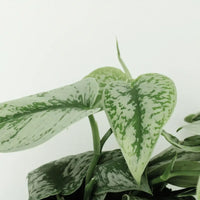 Scindapsus Pictus Trebie (Epipremnum) - 2 pièces - Ø15cm - ↕25cm Everspring