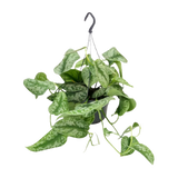 Scindapsus Pictus Trebie - Ø15cm - ↕25cm Everspring