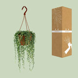 Senecio Herreianus - Ø12cm - ↕20cm Everspring