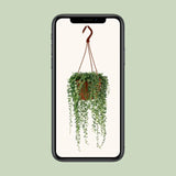 Senecio Herreianus - Ø12cm - ↕20cm Everspring