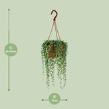 Senecio Herreianus - Ø12cm - ↕20cm Everspring