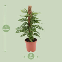 Singe Monstera - Ø17cm - ↕60cm Everspring