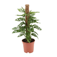 Singe Monstera - Ø17cm - ↕60cm Everspring