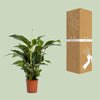 Spathiphyllum Bellini - Ø24cm - ↕100cm Everspring