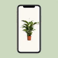 Spathiphyllum Bellini - Ø24cm - ↕100cm Everspring