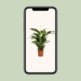 Spathiphyllum Bellini - Ø24cm - ↕100cm Everspring