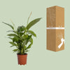 Spathiphyllum Bingo Cupido - Ø19cm - ↕80cm Everspring