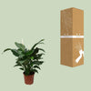 Spathiphyllum Douce Silvana - Ø24cm - ↕80cm - GREEN OASIS - SHOP