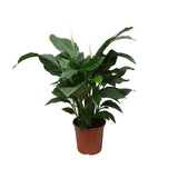 Spathiphyllum Douce Silvana - Ø24cm - ↕80cm - GREEN OASIS - SHOP