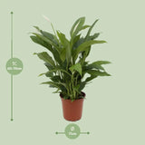 Spathiphyllum Torelli P17 - Ø17cm - ↕65cm - GREEN OASIS - SHOP