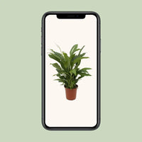 Spathiphyllum Torelli P17 - Ø17cm - ↕65cm - GREEN OASIS - SHOP