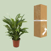 Spathiphyllum Torelli P17 - Ø17cm - ↕65cm - GREEN OASIS - SHOP
