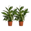Spathiphyllum Vivaldi - 2 pièces - Ø17cm - ↕70cm - GREEN OASIS - SHOP