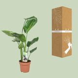 Strelitzia Nicolai - Ø17cm - ↕60cm - GREEN OASIS - SHOP